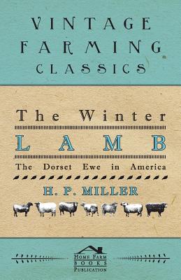 The Winter Lamb : The Dorset Ewe In America