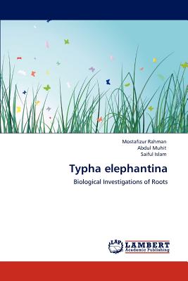 Typha elephantina