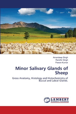 Minor Salivary Glands of Sheep