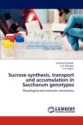 Sucrose synthesis, transport and accumulation in Saccharum genotypes